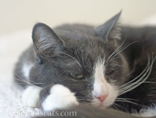 Tessa © Colehauscats.com