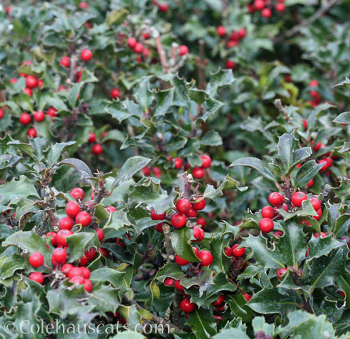 Holly, February 2026 © Colehauscats.com