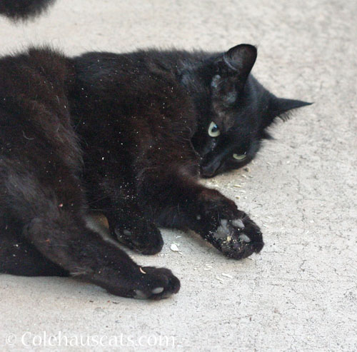Neighbor cat KeeKee © Colehauscats.com