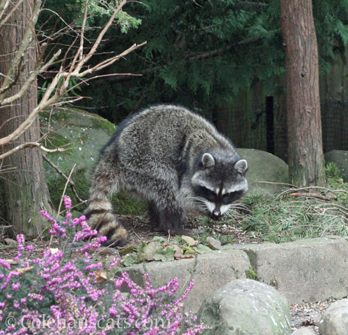 Millie foraging bird seed © Colehauscats.com