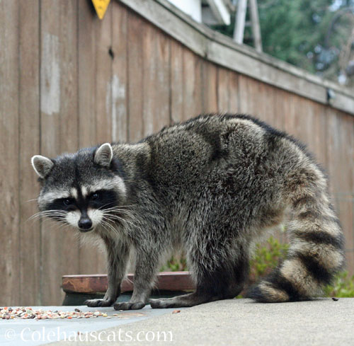 Millie the Raccoon, January 2026 © Colehauscats.com