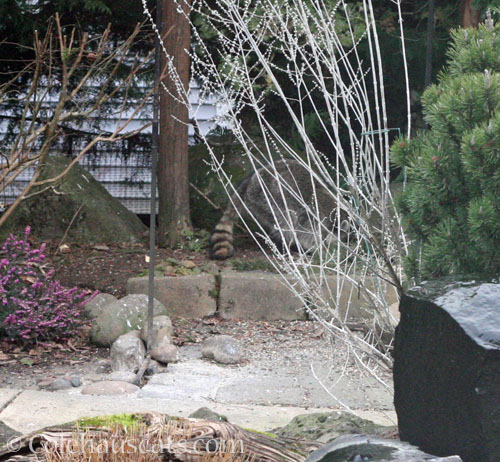 Millie foraging for bird seed © Colehauscats.com