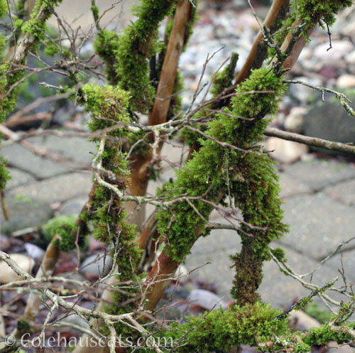 Moss on the crepe myrtle © Colehauscats.com