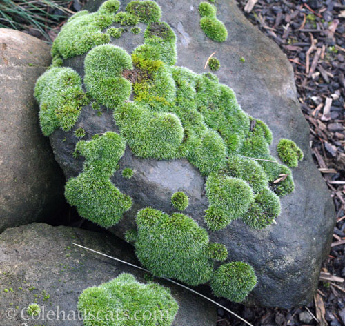 Moss on rocks © Colehauscats.com