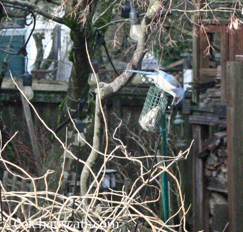 Scrub jay snacking on suet © Colehauscats.com