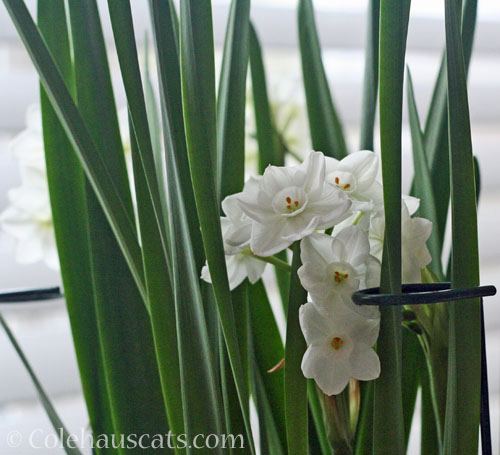 Ziva Paperwhites, February 2026 © Colehauscats.com