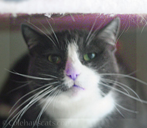 Pink Tessa © Colehauscats.com