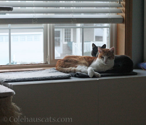 Quint and Tessa share a heated bed © Colehauscats.com