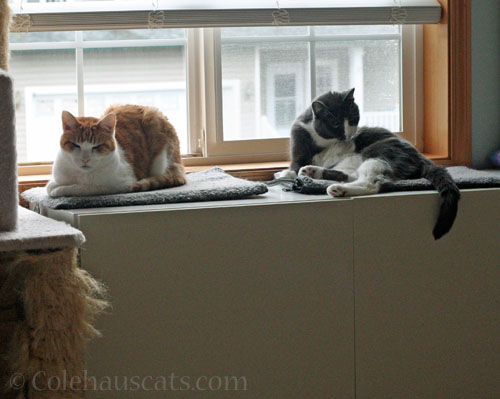 Quint and Tessa, 2 heated beds © Colehauscats.com