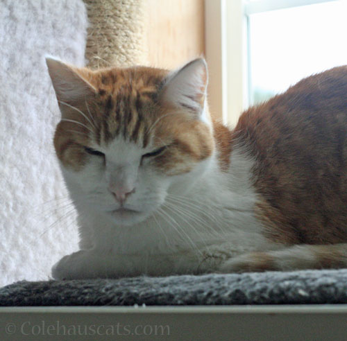 Quint relaxes now © Colehauscats.com