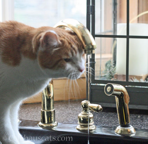 Quint eyeballs the running faucet © Colehauscats.com