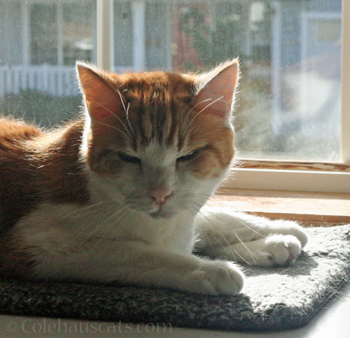 Mister Sunshine Quint © Colehauscats.com