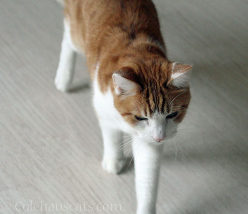 Quint looking for someone © Colehauscats.com