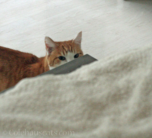 Quint still looking © Colehauscats.com