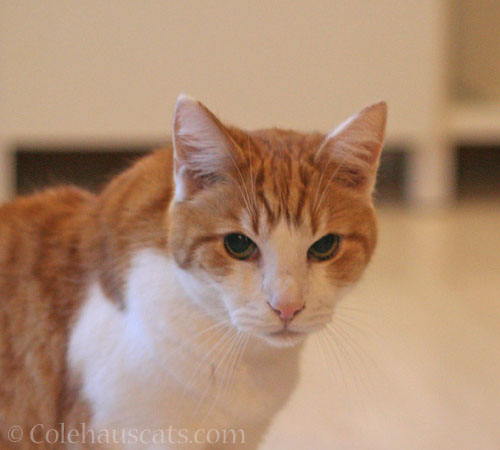 Quint has a question © Colehauscats.com