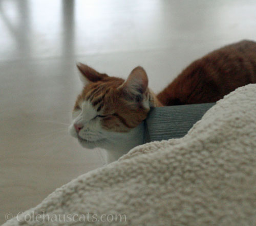 Quint sleepwalking or something © Colehauscats.com