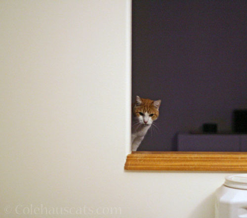 Quint sees you © Colehauscats.com