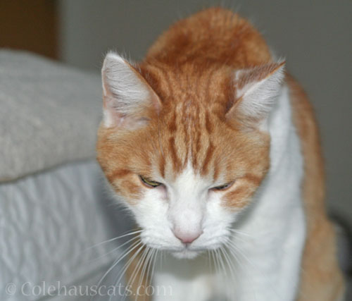 A very sleepy Quint © Colehauscats.com