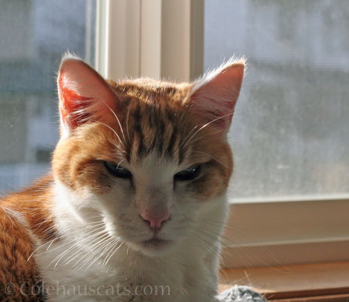 Sunshiny Quint © Colehauscats.com