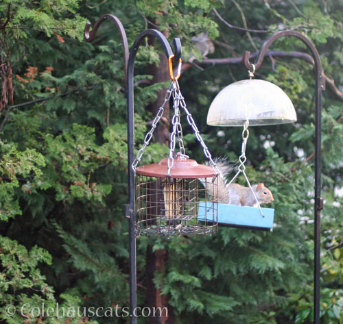 That squirrel is not a bird © Colehauscats.com