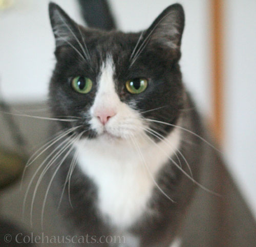 Tessa's alert © Colehauscats.com