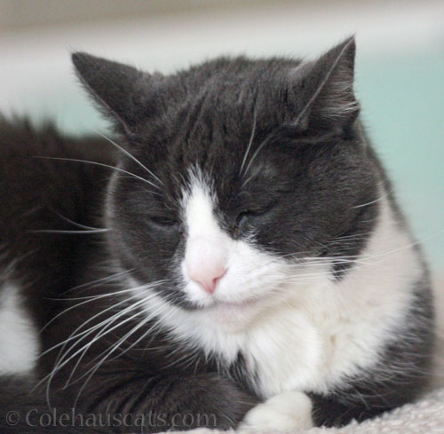 An ungrumpy Tessa, for once © Colehauscats.com