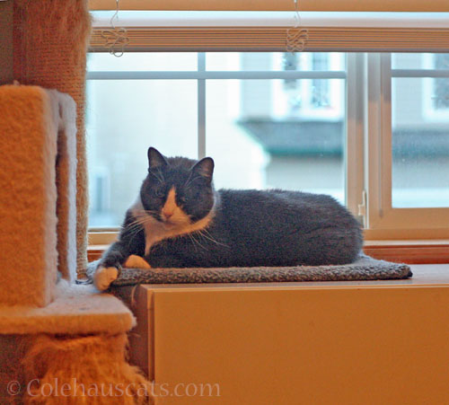 Tessa and the heated bed © Colehauscats.com