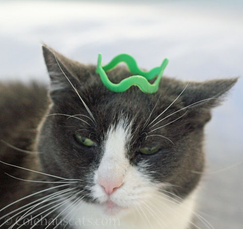 Quiet Princess Tessa © Colehauscats.com