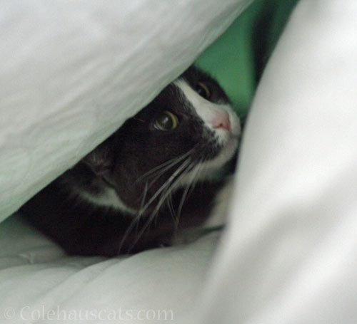 Tessa Undercover © Colehauscats.com