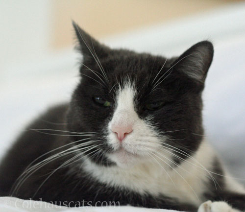 Smug Tessa is smug © Colehauscats.com