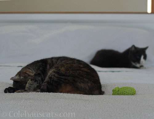 Viola, Tessa and favorite toy © Colehauscats.com