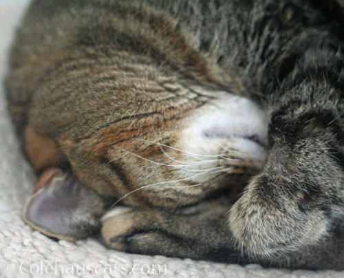 Viola, 2026 © Colehauscats.com