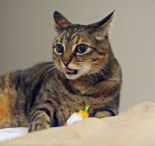 Wildcat Viola © Colehauscats.com