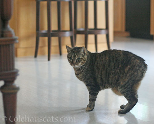 Worried Viola © Colehauscats.com