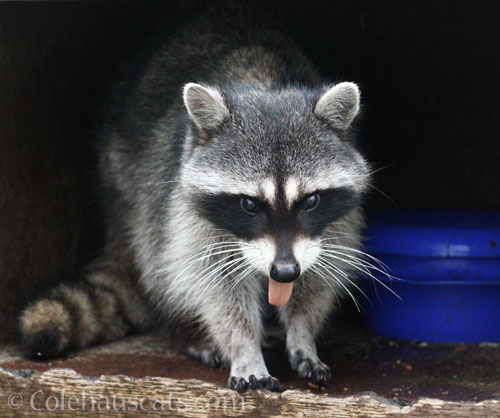 Millie, February 2026 © Colehauscats.com