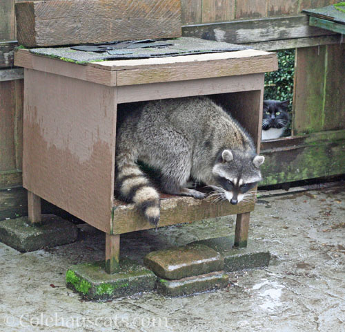 Millie the raccoon and visitor Tuxie Boy © Colehauscats.com