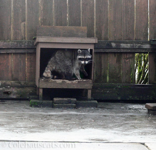 Millie the visitor raccoon knows where the foods are © Colehauscats.com