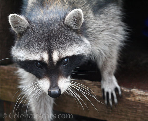 Pretty Millie, February 28, 2026 © Colehauscats.com