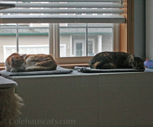 Quint and Viola on the warm mats © Colehauscats.com