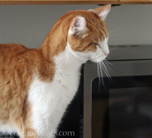 Quint resting his chin © Colehauscats.com