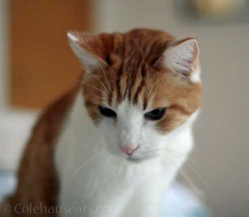 Quint's tired of winter © Colehauscats.com