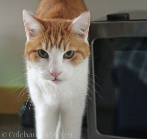 Pretty Quint © Colehauscats.com