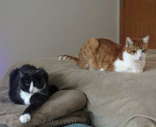 Tessa and Quint, grumpy together © Colehauscats.com