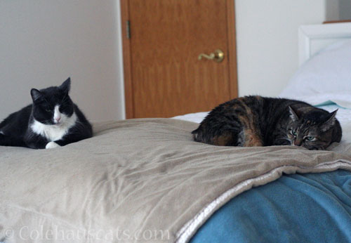 Tessa and Viola © Colehauscats.com