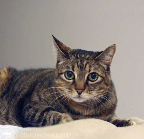 Viola and her good ears © Colehauscats.com