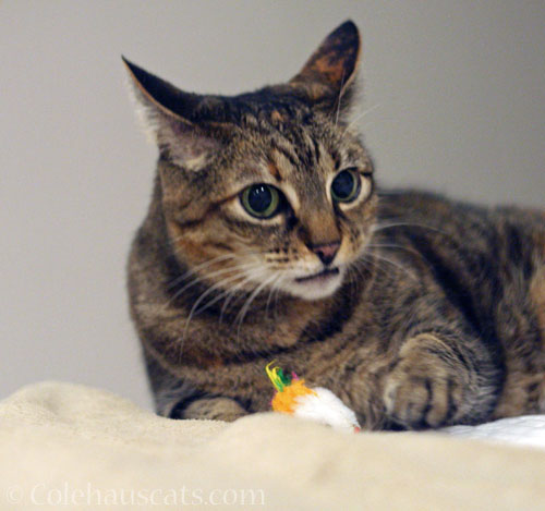 Shh, did you hear that? © Colehauscats.com