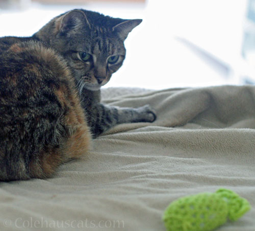 Viola's favorite toy © Colehauscats.com