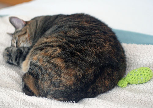 Viola naps with her toy © Colehauscats.com