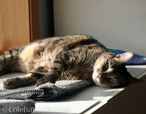 Viola's scheduled sunshine © Colehauscats.com