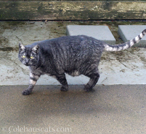 Pretty visitor P who lives across the street © Colehauscats.com